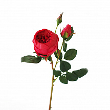 Роза Остина 64см.,красная