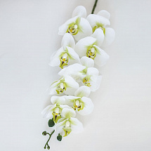 Орхидея 96см. Жозель 9 цветков