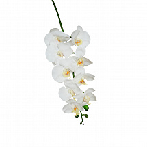 Орхидея Фаленопсис 96см. бело-фисташковая